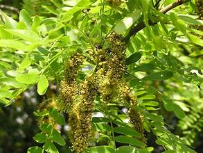 Gleditsia australis